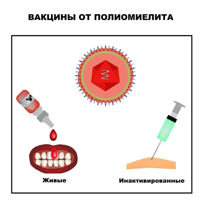 Полиомиелит: как живая вакцина помогла спасти миллионы детей